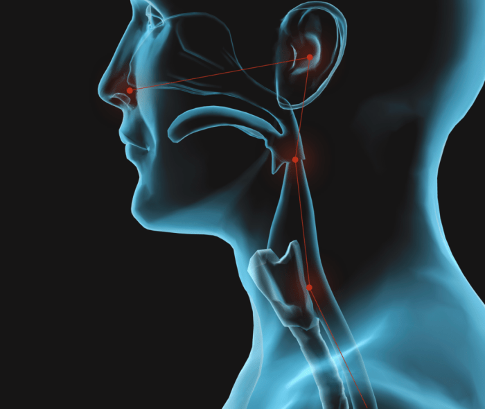 Ear nose and throat diagram