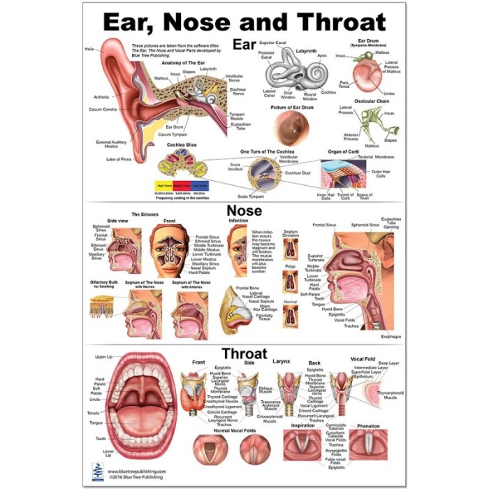 Anatomy ear nose throat chart ent clinicalposters