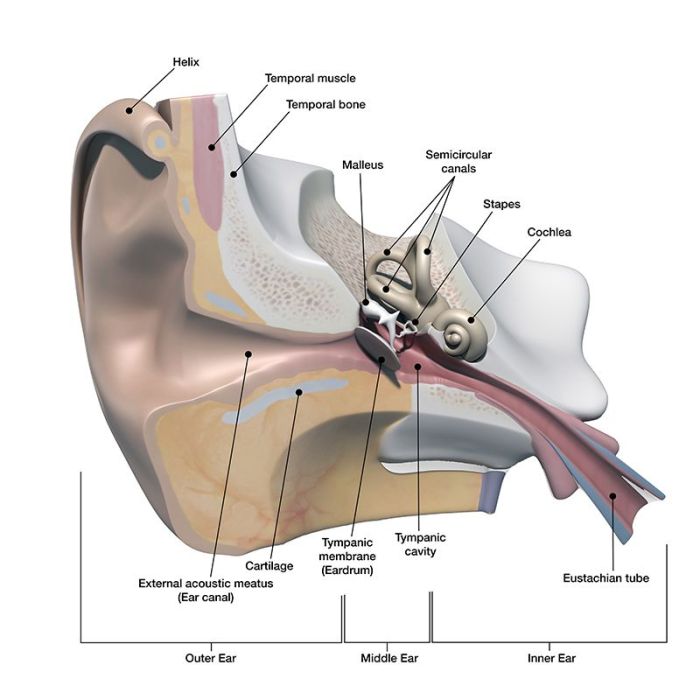 Tonsil laminated assessment nursing otitis eye nasal tinnitus epiglottis larynx cavity permacharts