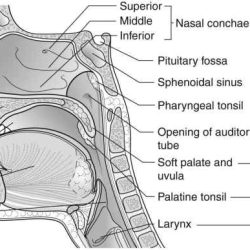 Ear nose and throat diagram