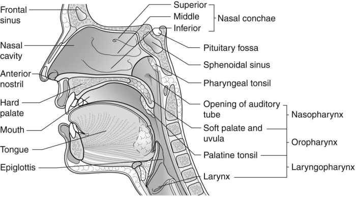 Ear nose and throat diagram