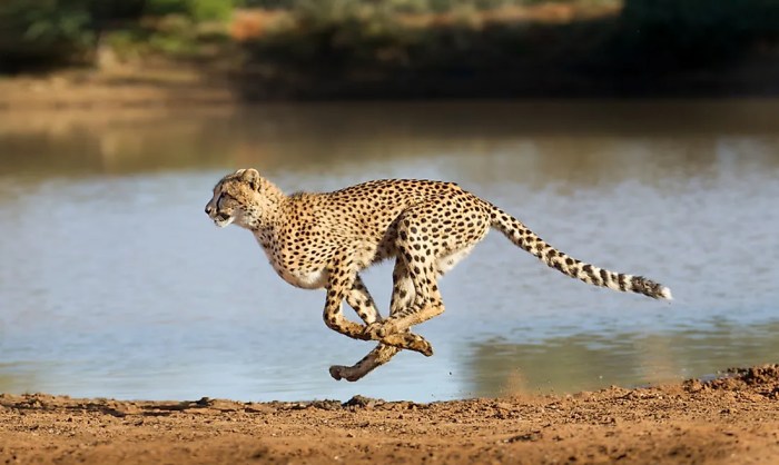 A cheetah can run at approximately 100 km/hr