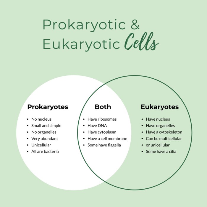 Venn diagram eukaryotic and prokaryotic cells