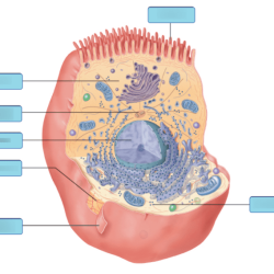 Art labeling activity anatomy of a model cell part 2