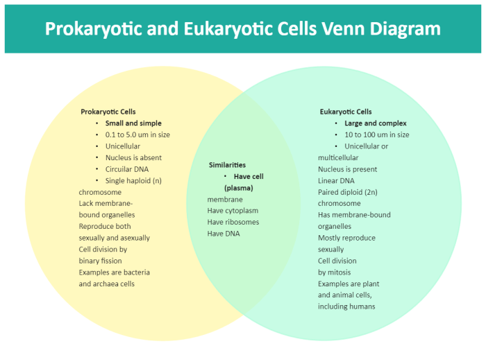 Venn diagram eukaryotic and prokaryotic cells