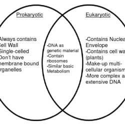 Venn prokaryotic diagram eukaryotic vs answers