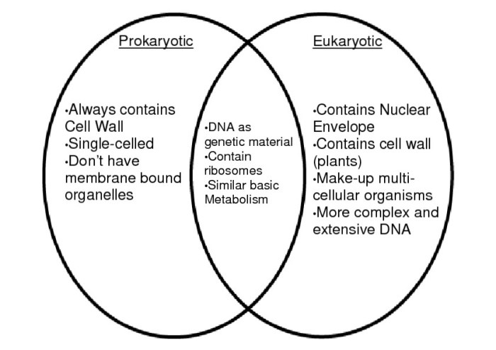 Venn prokaryotic diagram eukaryotic vs answers